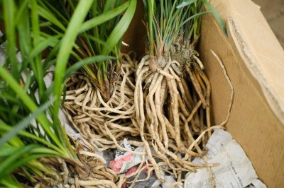 ​兰花冬天怎么施肥，施什么肥最好