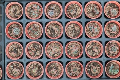 ​多肉刚栽下去要浇水嘛