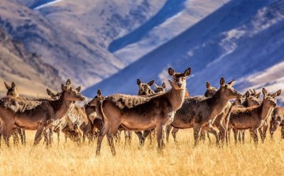 ​你知道什么是“马鹿”吗？不是马路！是马鹿！