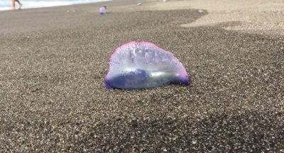 ​葡萄牙海滩出现数只僧帽水母 色彩艳丽却能致命