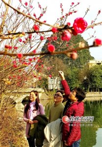 ​桂林桃花江两岸两万株桃花竞相开放