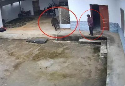 陕西一老人在自家院子遭野猪攻击致死,三只大狗奋力抵抗无力回天